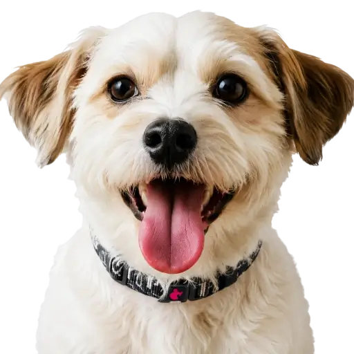 Happy dog